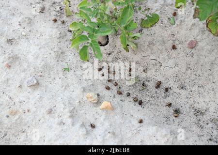 Nach einer Insektizid- und Pestizidbehandlung auf dem Boden auf einem Kartoffelfeld liegende tote Kartoffelkäfer (Leptinotarsa decemlineata) aus Colorado. Stockfoto