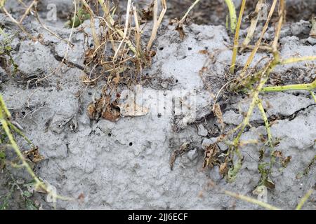 Löcher, Höhlen im Boden unter Kartoffelpflanzen nach dem Ausstieg von Kartoffelkäfer, die sich verwandelt haben, metamorphosierte. Stockfoto