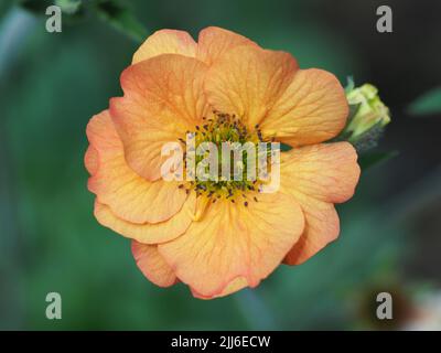 Makroaufnahme einer einzelnen orangefarbenen Geum-Blume, die vollständig geöffnet ist, mit einer Knospe zur Seite. Variety Totally Tangerine. Stockfoto