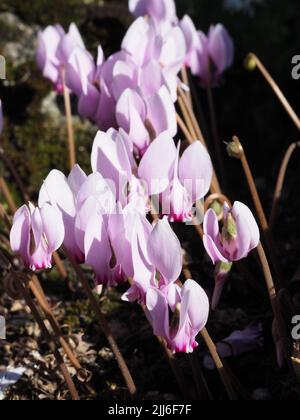 Makroaufnahme der kleinen blassrosa Blüten eines winterharten Cyclamen im Freien in voller Blüte. Porträtaufnahme. Stockfoto