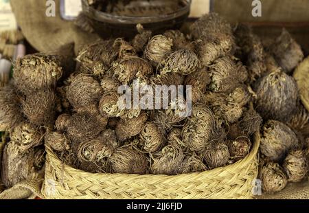 Detail der typischen Wüstenpflanze, exotisch Stockfoto