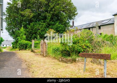 Der 5.000 Jahre alte Desynnog-Eibenbaum in St. Cynogs Kirchhof in der Nähe von Sennybridge ist der älteste lebende Baum in Großbritannien Stockfoto