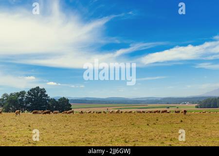 Viele Kühe auf einem Bauernhof Stockfoto