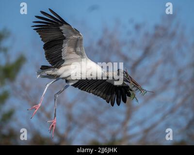 Nahaufnahme eines Waldstorchs (Mycteria americana), der in Richtung Nestgebiet fliegt, mit einem Ast im Schnabel Stockfoto