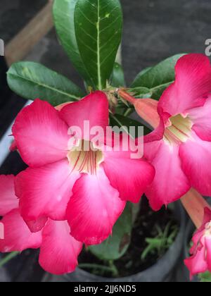 Eine vertikale Nahaufnahme von rosa Wüstenrosen Stockfoto