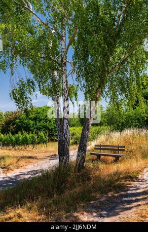 Schattiger Platz mit einer Bank unter einer Birke in sommerlicher Natur Stockfoto