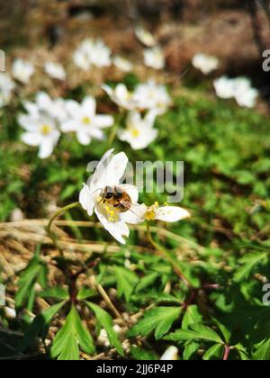 Eine flache Aufnahme einer westlichen Honigbiene auf Holz-Anemonblüten im Garten Stockfoto