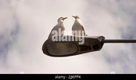 Falmouth, Cornwall, England, Großbritannien. 2022. Ein Paar Möwen, die es auf einer alten Straßenbeleuchtung im Stadtzentrum sitzen. Stockfoto