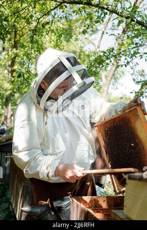 Ein Imker im Schutzanzug schüttelt den Honigrahmen von den Bienen mit dem Pinsel. Pumpender Honig. Bienenzucht. Imker. Stockfoto