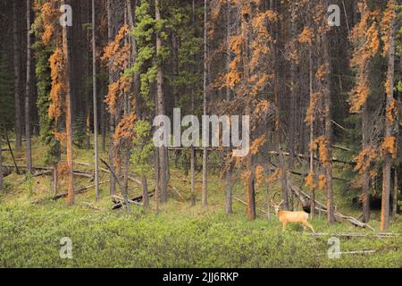 Tierporträt eines jungen Maultierbucks (Odocoileus hemionus), in einer Nadelwaldlichtung nahe dem Maligne Lake im Jasper National Park in den Rocky Mountains Stockfoto