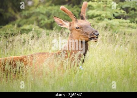 Nahaufnahme eines jungen männlichen Elches (Cervus canadensis), der auf hohem Gras entlang des Icefields Parkway zwischen Banff und Jasper Nat grast Stockfoto