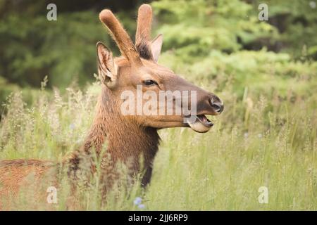 Nahaufnahme eines jungen männlichen Elches (Cervus canadensis), der auf hohem Gras entlang des Icefields Parkway zwischen Banff und Jasper Nat grast Stockfoto