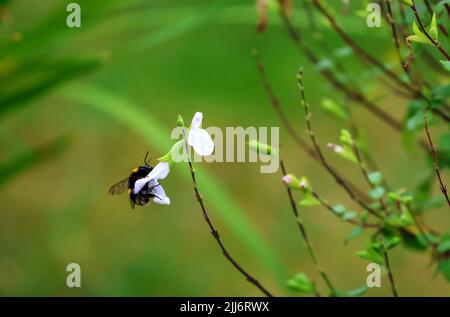 Honigbiene bestäubt oder sammelt Nektar aus der Salvia-Blume im Sommergarten. Dublin, Irland Stockfoto