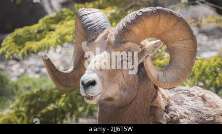 Nahaufnahme eines männlichen Dickhornschafs (Ovis canadensis) am Icefields Parkway zwischen Banff und Jasper National Stockfoto