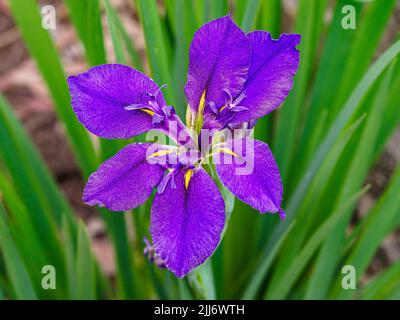 Eine Nahaufnahme der lila Irisblume mit grünem Blatthintergrund im Botanischen Garten, Baton Rouge Louisiana Stockfoto