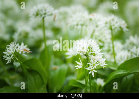 Eine Nahaufnahme der weißen Ramsons-Blume Stockfoto