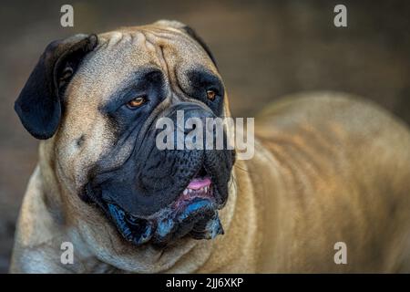 GROSSER BULLMASTIFF, DER AUF DEM BODEN LIEGT, MIT ATEMBERAUBENDEN AUGEN, VERSCHWOMMENEM KÖRPER UND HINTERGRUND BEI EINER AN DER LEINE GELEGENEN ARA IN REDMOND WASHINGTON. Stockfoto