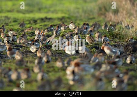 Baikal teal Anas formosa, erwachsener Rüde unter eurasischen teal Anas crecca & eurasischen Wirt Anas penelope, Greylake, Somerset, UK, Januar Stockfoto