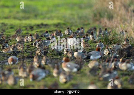 Baikal teal Anas formosa, erwachsener Rüde unter eurasischen teal Anas crecca & eurasischen Wirt Anas penelope, Greylake, Somerset, UK, Januar Stockfoto