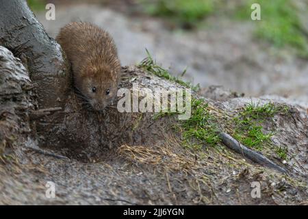 Braunratte Rattus norvegicus, Nahrungssuche, Slimbridge, Gloucesertshire, Großbritannien, Februar Stockfoto