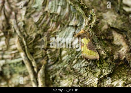 Brüniertes Messing Diachrysia chrysitis, Imago roosting against Tree Stamm, Lympsham, Somerset, UK, Juni Stockfoto