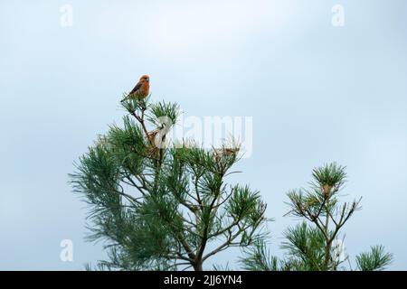 Gemeiner Kreuzschnabel Loxia curvirostra, erwachsener Rüde, der im Nadelbaum thront, New Fancy View, Forest of Dean, Gloucestershire, Großbritannien, Februar Stockfoto