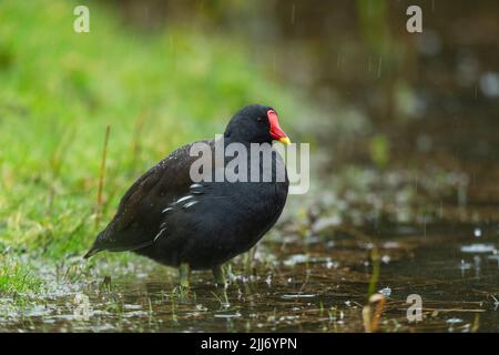 Gemeiner Moorhühner Gallinula chloropus, erwachsen, neben Sumpf stehend, Slimbridge, Gloucestershire, Großbritannien, Februar Stockfoto
