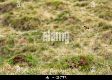 Gewöhnlicher Rotzopf Phoenicurus phoenicurus, erwachsener Rüde, der auf einem Stacheldrahtzaun thront, Ubley Warren, Somerset, Großbritannien, April Stockfoto