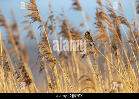 Gemeiner Schilfbunker Emberiza schoeniclus, erwachsener Rüde, der in gemeinem Schilfbunker Phragmites australis, Weston-Super-Mare, Somerset, UK, März, thront Stockfoto