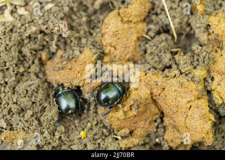 Dor Beetle Geotrupes stercorarius, Vergraben in Kot, Cinderford Linear Park, Gloucestershire, Großbritannien, Mai Stockfoto