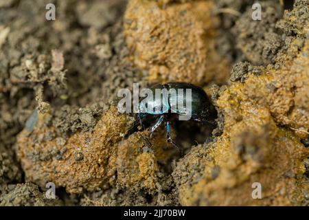 Dor Beetle Geotrupes stercorarius, Vergraben in Kot, Cinderford Linear Park, Gloucestershire, Großbritannien, Mai Stockfoto