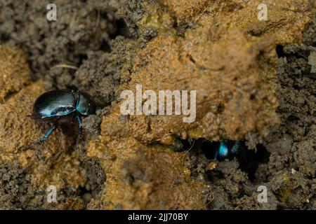 Dor Beetle Geotrupes stercorarius, Vergraben in Kot, Cinderford Linear Park, Gloucestershire, Großbritannien, Mai Stockfoto