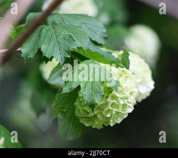 Eine Nahaufnahme der Blüten des Viburnum opulus Stockfoto