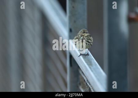 Europäischer Steinpiper Anthus petrosus, auf Geländern, Battery Point, Portishead, Somerset, Großbritannien, März Stockfoto