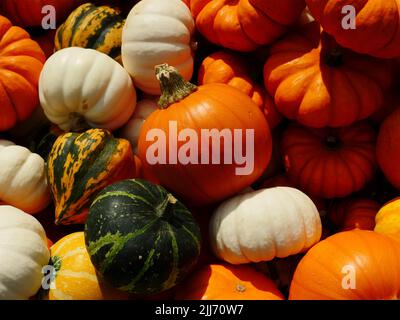 Ungeordnetes Kürbissortiment, zu verkaufen, Farben über orange, gelb, grün, Weiß, Stockfoto