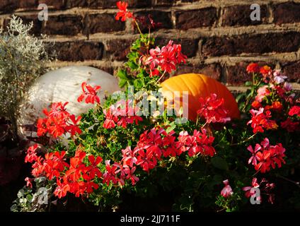 Rot blühende, hängende Geranien vor einer roten Ziegelwand, dekorativ drapierte Kürbisse. Ein gutes Beispiel dafür, wie man eine herbstliche Atmosphäre schafft Stockfoto