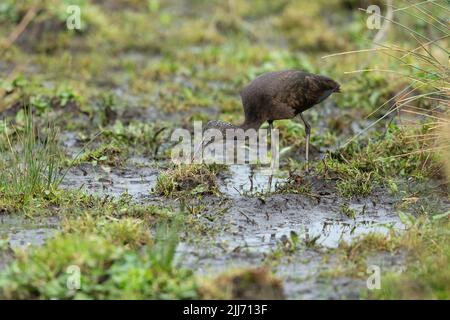 Hochglanz-Ibis Plegadis falcinellus, Jungtiere füttern in Sumpfland, Catcott-Tiefstände, Somerset, Großbritannien, Februar Stockfoto