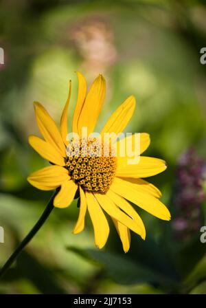 Gelbe, falsche Sonnenblume, Heliopsis helianthoides, auf einem farbenfrohen grünen Hintergrund im Sommer oder Herbst, Lancaster, Pennsylvania Stockfoto