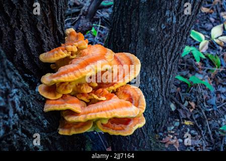 Laetiporus sulfureus, Schwefelpolypore, Pilz, der auf dem Baum wächst. Stockfoto