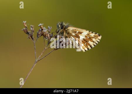 Grizzled Skipper Pyrgus malvae, Imago bei Sonnenuntergang, Stockbridge Down, Hampshire, Großbritannien, April Stockfoto