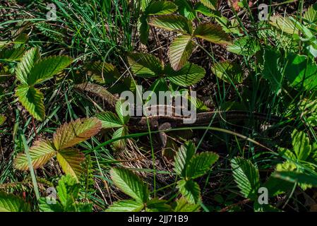 Europäische Sandeidechse Lacerta agilis, die auf grünen Blättern sitzt Stockfoto