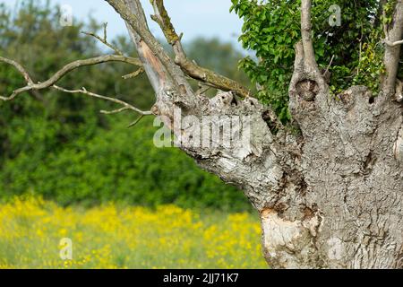Kleine Eule Athene noctua, Erwachsene, die in einem Nistloch im Baum sitzt, Weston-Super-Mare, Somerset, Großbritannien, Juni Stockfoto