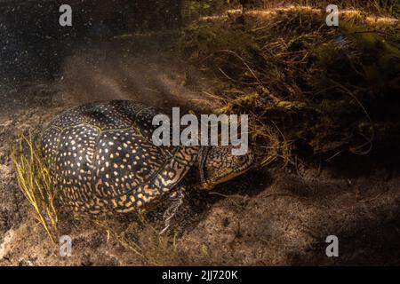 Eine bedrohte Blandings-Schildkröte (Emydoidea Blandingii), die unter Wasser in Wisconsin, USA, Nordamerika schwimmend. Stockfoto