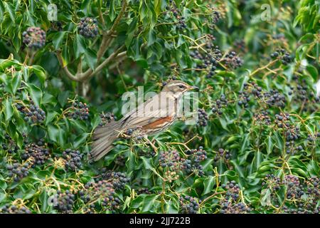 Redwing Turdus iliacus, Erwachsener in Efeu, Graylake, Somerset, Großbritannien, März Stockfoto