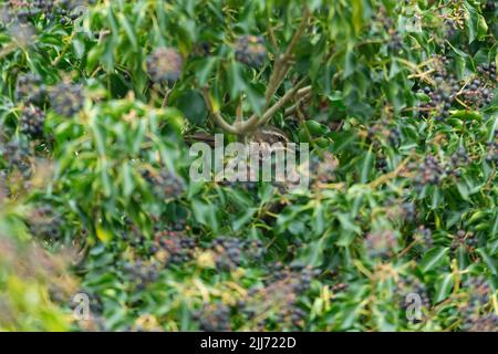 Redwing Turdus iliacus, Erwachsener in Efeu, Graylake, Somerset, Großbritannien, März Stockfoto