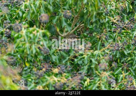 Redwing Turdus iliacus, Erwachsener in Efeu, Graylake, Somerset, Großbritannien, März Stockfoto