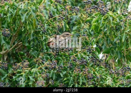 Redwing Turdus iliacus, Erwachsener in Efeu, Graylake, Somerset, Großbritannien, März Stockfoto