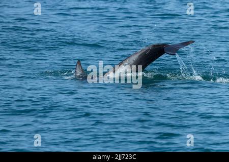 Risso-Delfin Grampus griseus, Schwimmen, Falmouth Bay, Cornwall, Großbritannien, Juli Stockfoto