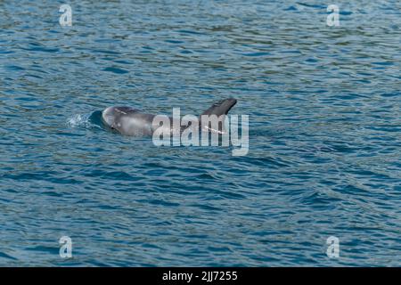 Risso-Delfin Grampus griseus, Schwimmen, Falmouth Bay, Cornwall, Großbritannien, Juli Stockfoto