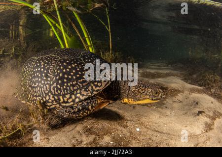 Eine bedrohte Blandings-Schildkröte (Emydoidea Blandingii), die unter Wasser in Wisconsin, USA, Nordamerika schwimmend. Stockfoto